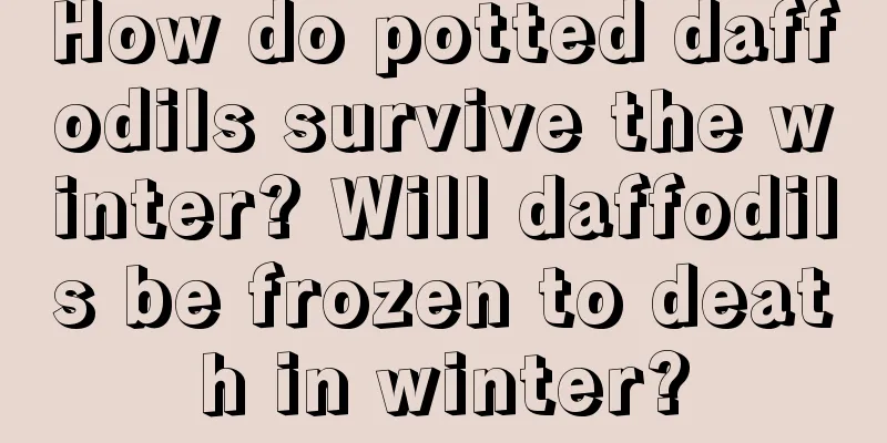 How do potted daffodils survive the winter? Will daffodils be frozen to death in winter?