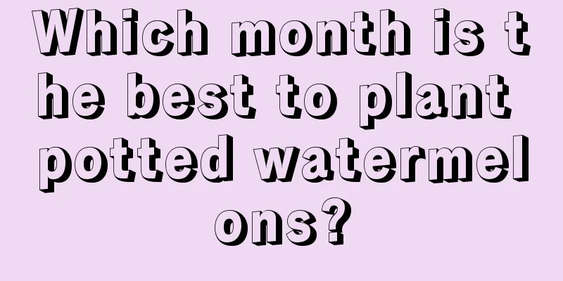 Which month is the best to plant potted watermelons?