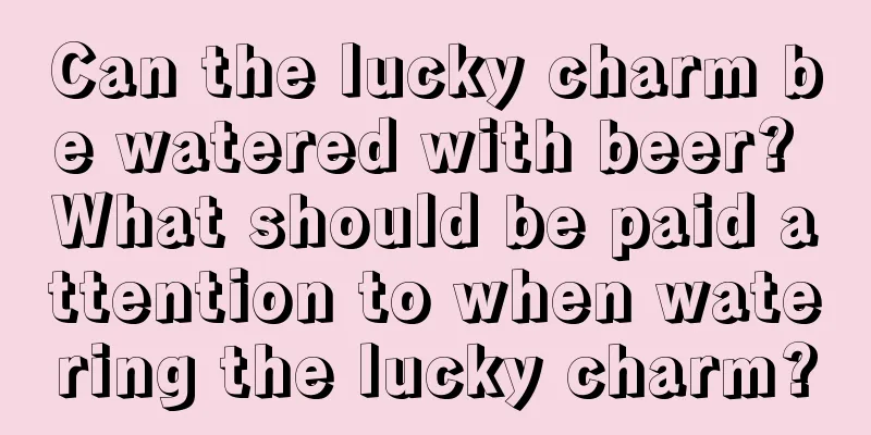 Can the lucky charm be watered with beer? What should be paid attention to when watering the lucky charm?