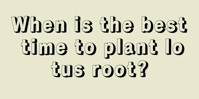 When is the best time to plant lotus root?