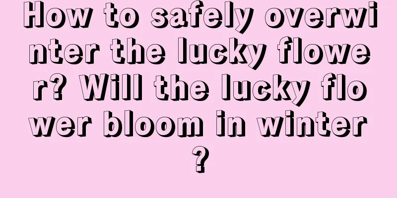 How to safely overwinter the lucky flower? Will the lucky flower bloom in winter?