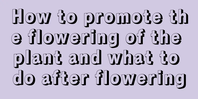 How to promote the flowering of the plant and what to do after flowering