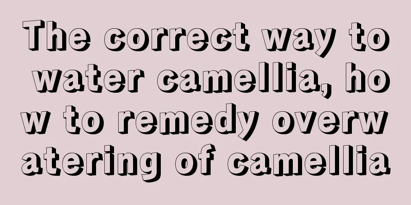 The correct way to water camellia, how to remedy overwatering of camellia