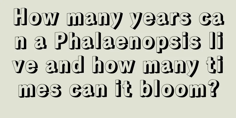 How many years can a Phalaenopsis live and how many times can it bloom?