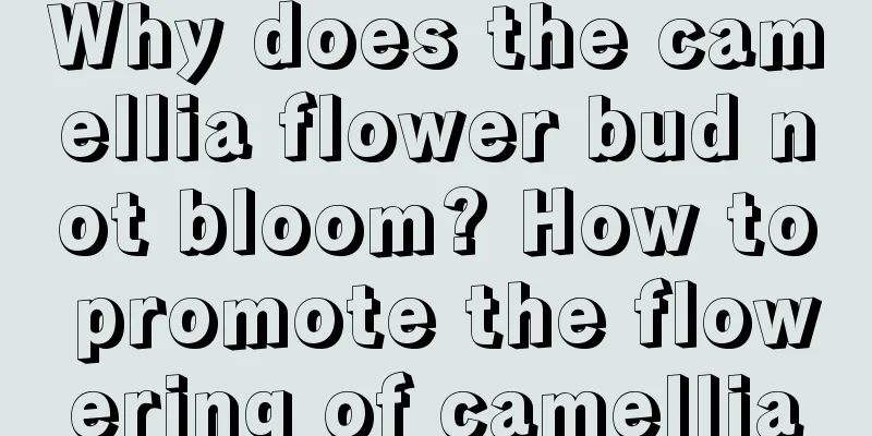 Why does the camellia flower bud not bloom? How to promote the flowering of camellia