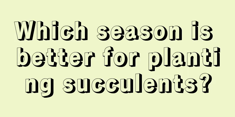 Which season is better for planting succulents?