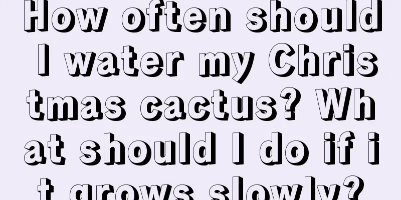 How often should I water my Christmas cactus? What should I do if it grows slowly?