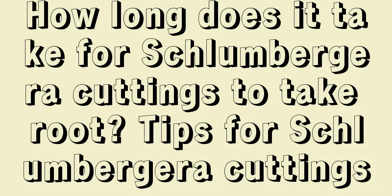 How long does it take for Schlumbergera cuttings to take root? Tips for Schlumbergera cuttings