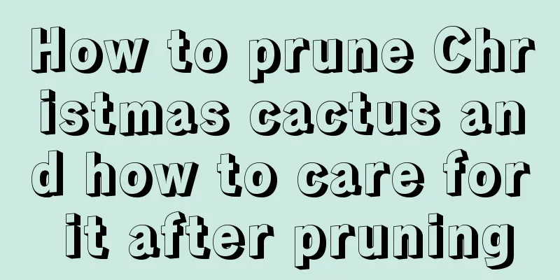 How to prune Christmas cactus and how to care for it after pruning