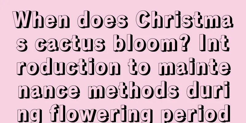 When does Christmas cactus bloom? Introduction to maintenance methods during flowering period