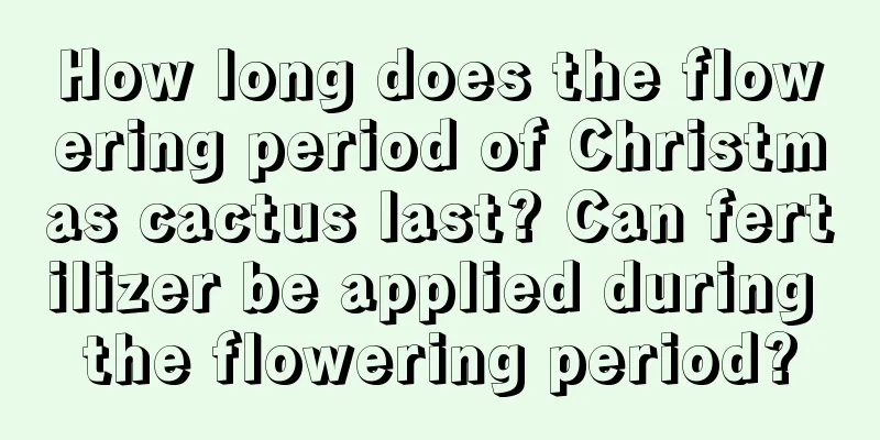 How long does the flowering period of Christmas cactus last? Can fertilizer be applied during the flowering period?