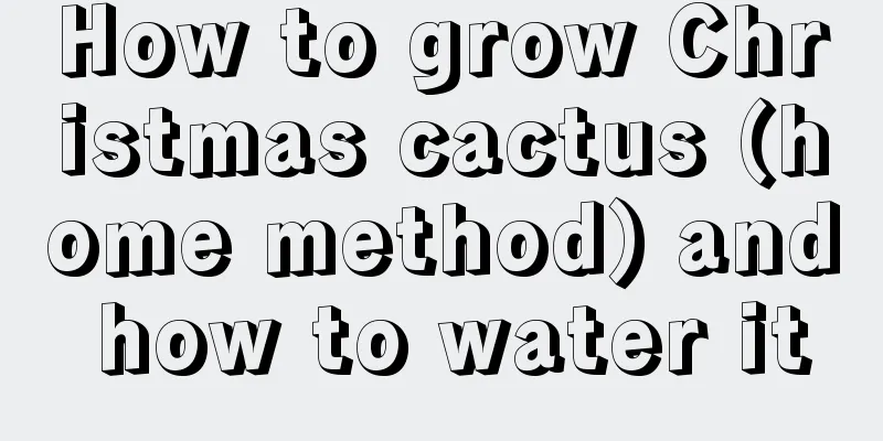 How to grow Christmas cactus (home method) and how to water it