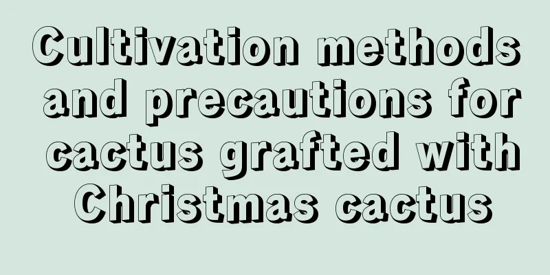 Cultivation methods and precautions for cactus grafted with Christmas cactus