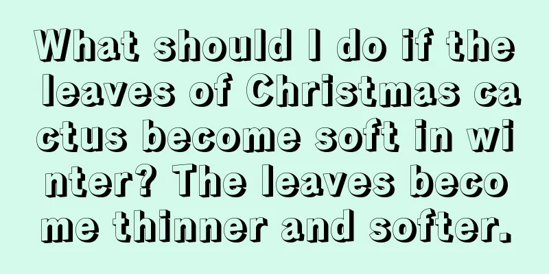 What should I do if the leaves of Christmas cactus become soft in winter? The leaves become thinner and softer.