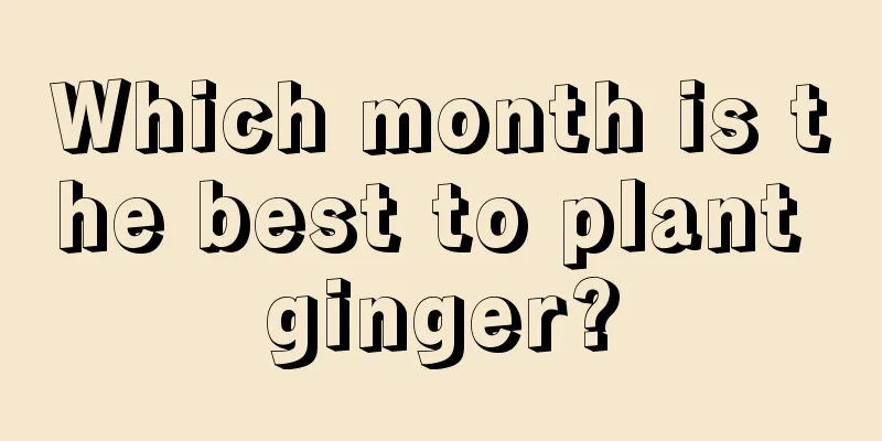 Which month is the best to plant ginger?