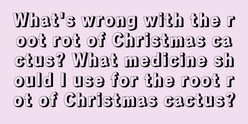 What's wrong with the root rot of Christmas cactus? What medicine should I use for the root rot of Christmas cactus?