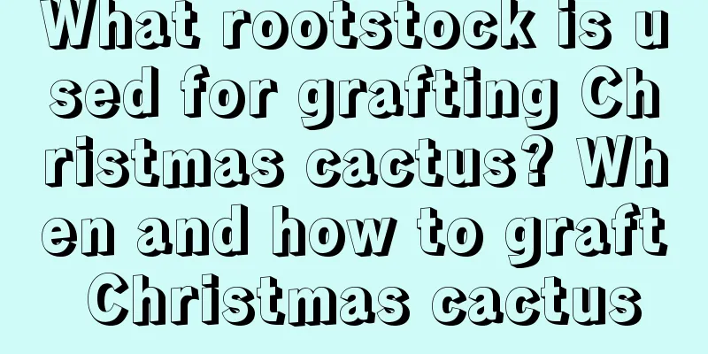 What rootstock is used for grafting Christmas cactus? When and how to graft Christmas cactus