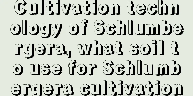 Cultivation technology of Schlumbergera, what soil to use for Schlumbergera cultivation