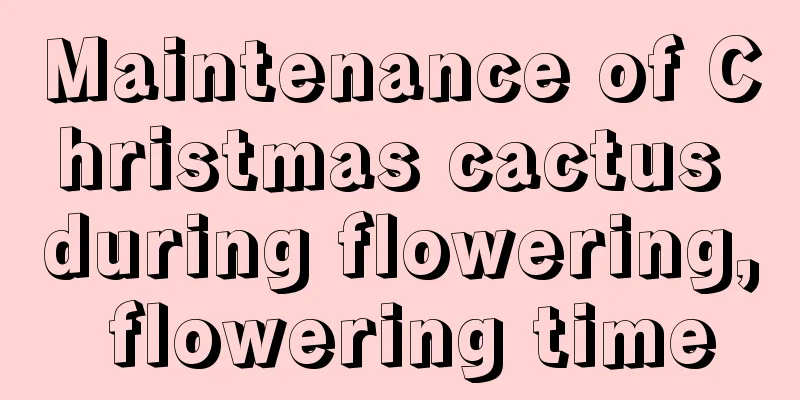 Maintenance of Christmas cactus during flowering, flowering time