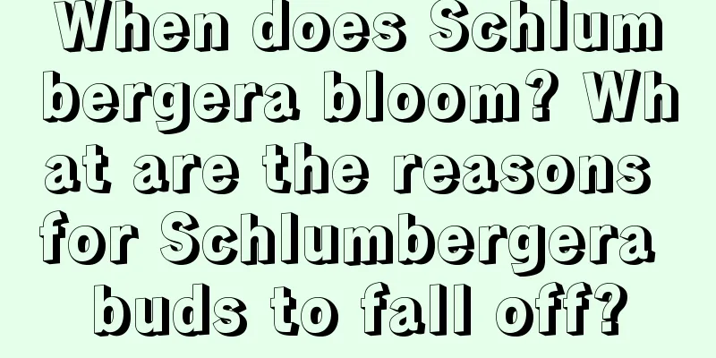 When does Schlumbergera bloom? What are the reasons for Schlumbergera buds to fall off?