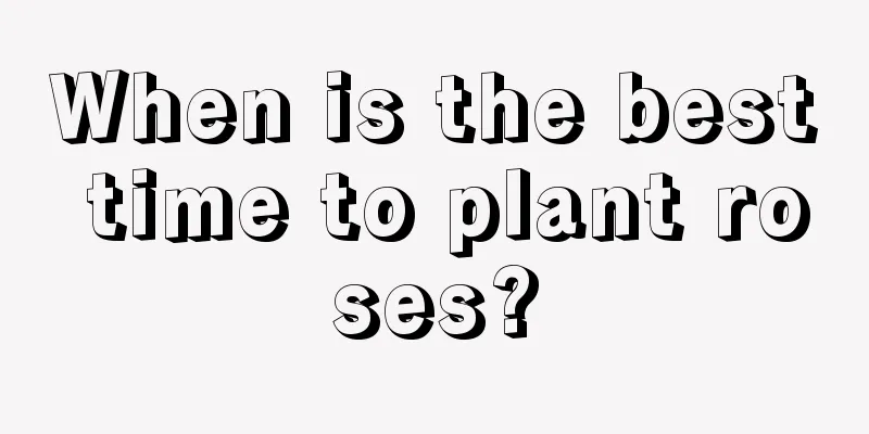 When is the best time to plant roses?