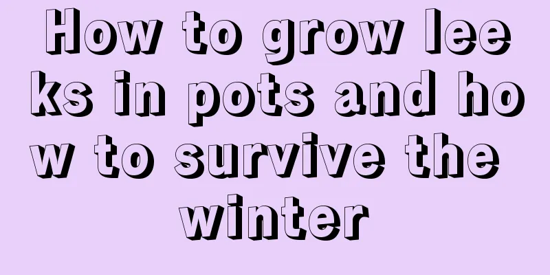 How to grow leeks in pots and how to survive the winter