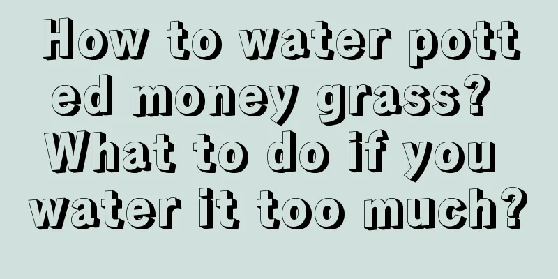 How to water potted money grass? What to do if you water it too much?