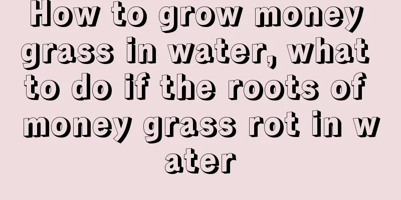 How to grow money grass in water, what to do if the roots of money grass rot in water