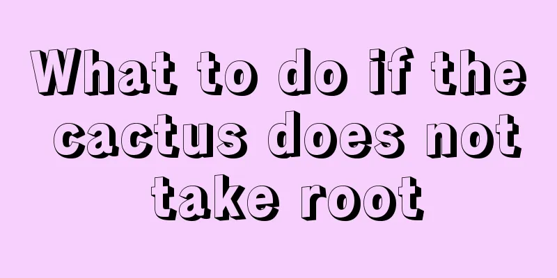 What to do if the cactus does not take root