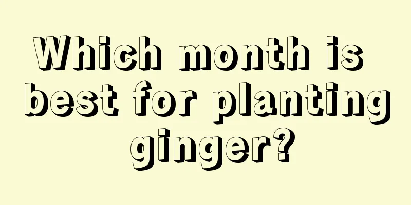 Which month is best for planting ginger?