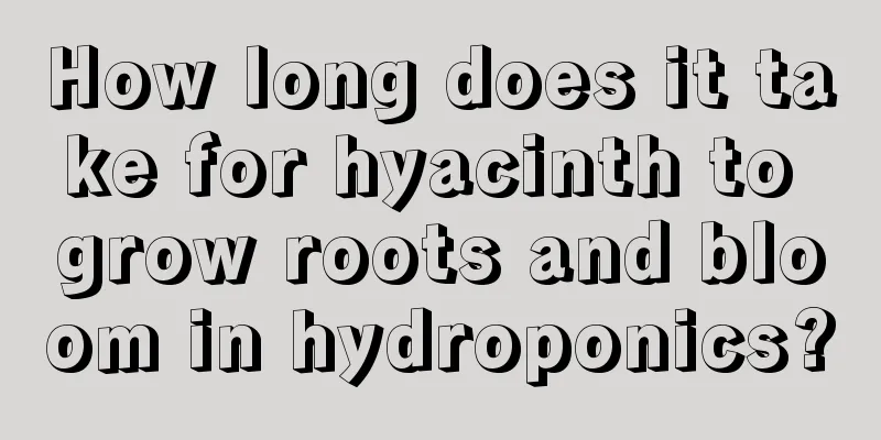 How long does it take for hyacinth to grow roots and bloom in hydroponics?