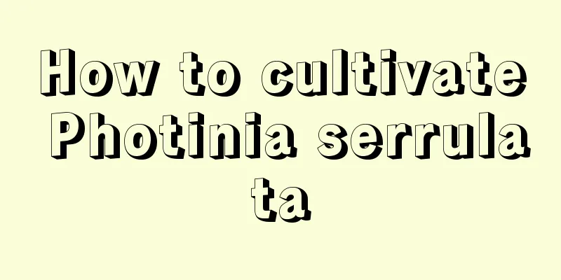 How to cultivate Photinia serrulata