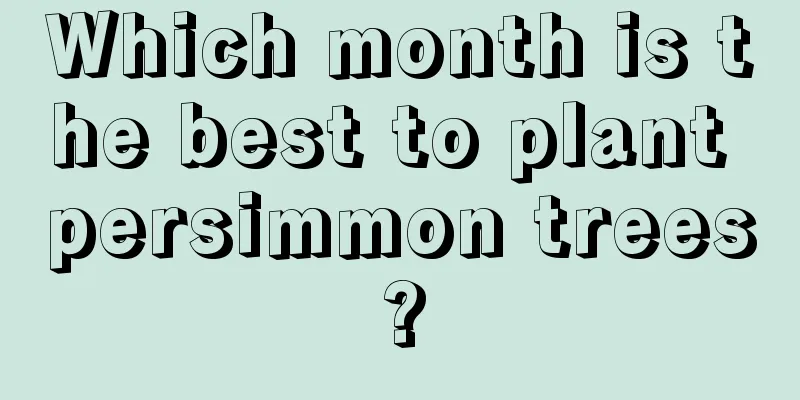 Which month is the best to plant persimmon trees?