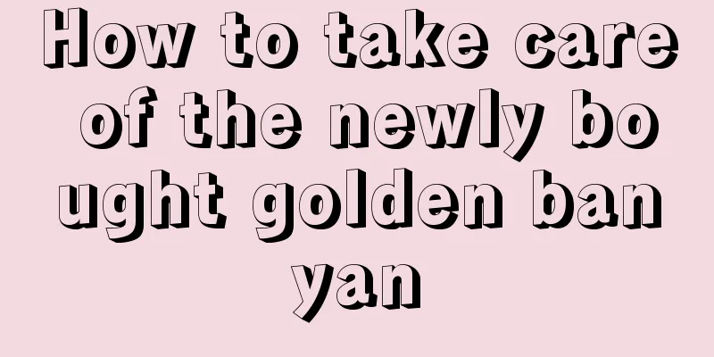 How to take care of the newly bought golden banyan