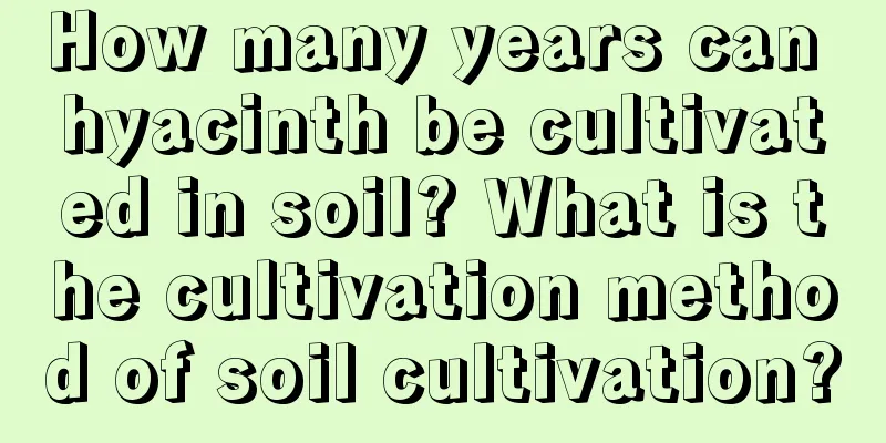 How many years can hyacinth be cultivated in soil? What is the cultivation method of soil cultivation?