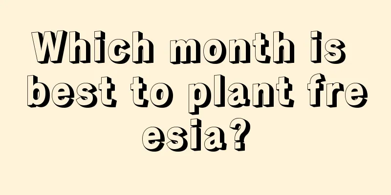 Which month is best to plant freesia?