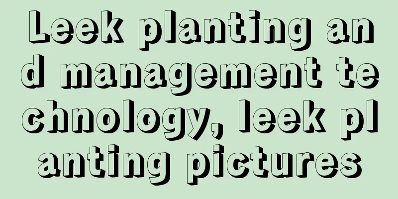 Leek planting and management technology, leek planting pictures