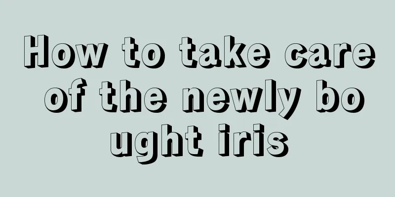 How to take care of the newly bought iris