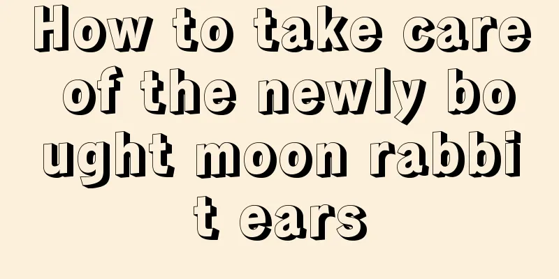 How to take care of the newly bought moon rabbit ears