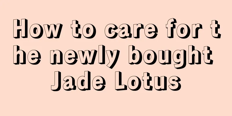 How to care for the newly bought Jade Lotus