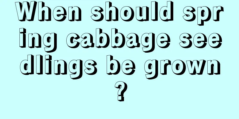 When should spring cabbage seedlings be grown?