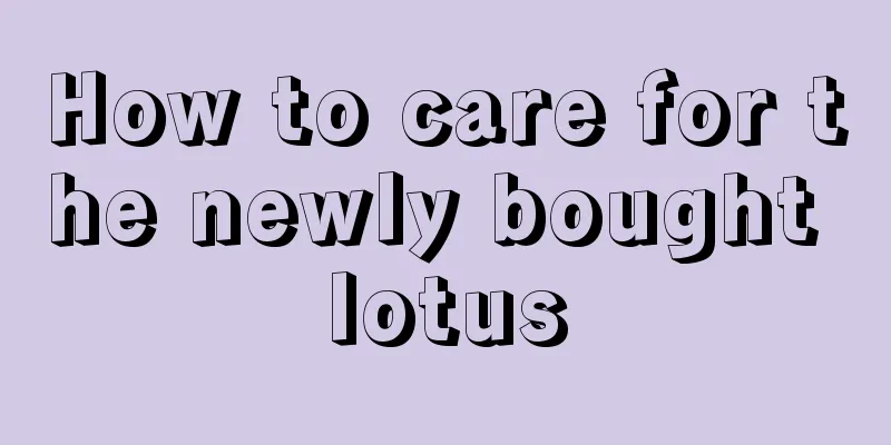 How to care for the newly bought lotus