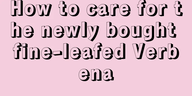 How to care for the newly bought fine-leafed Verbena