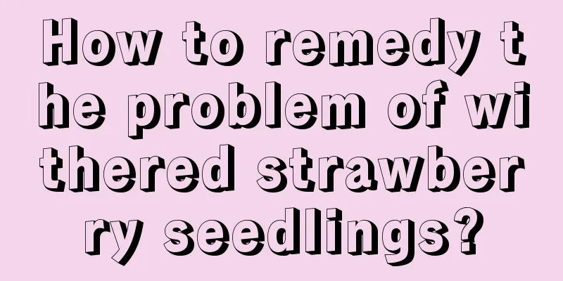 How to remedy the problem of withered strawberry seedlings?