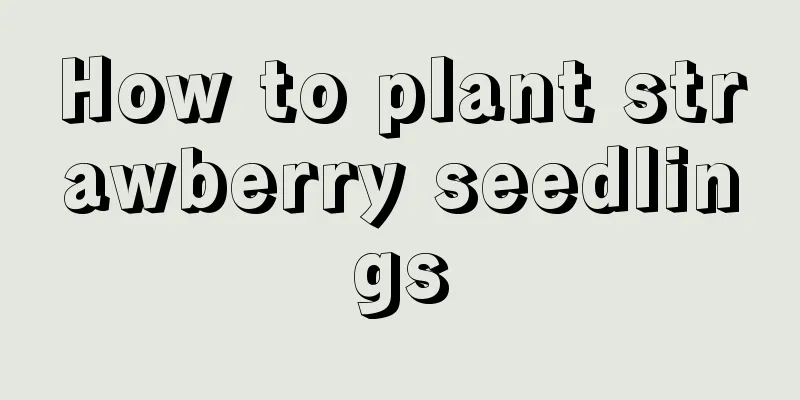 How to plant strawberry seedlings