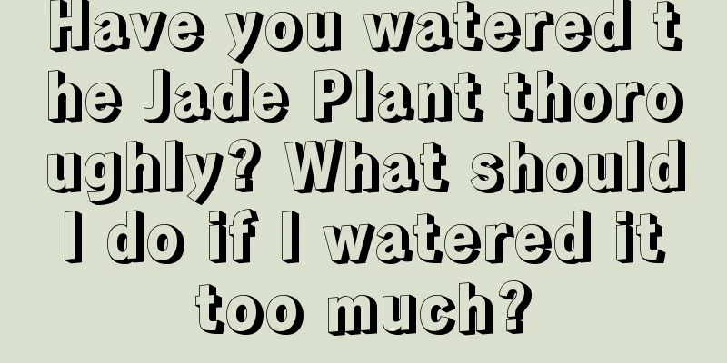 Have you watered the Jade Plant thoroughly? What should I do if I watered it too much?