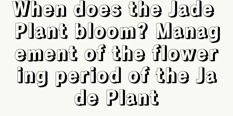 When does the Jade Plant bloom? Management of the flowering period of the Jade Plant