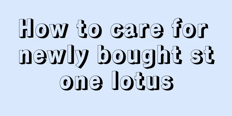 How to care for newly bought stone lotus