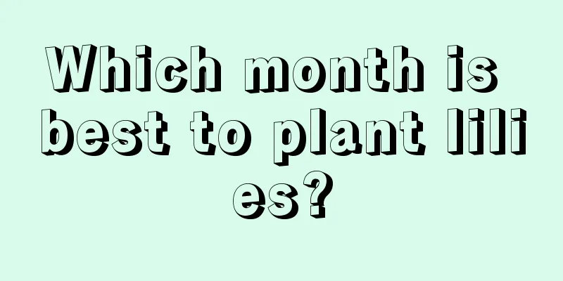 Which month is best to plant lilies?