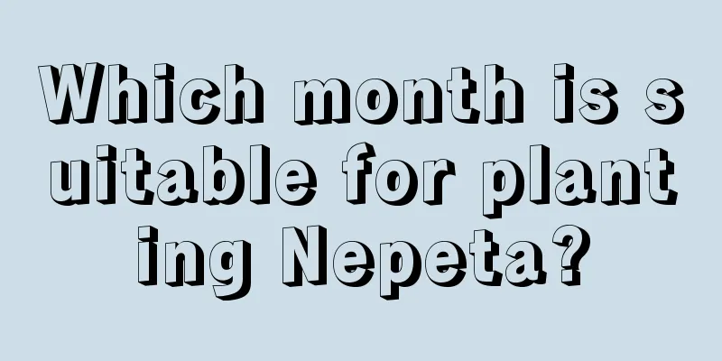 Which month is suitable for planting Nepeta?